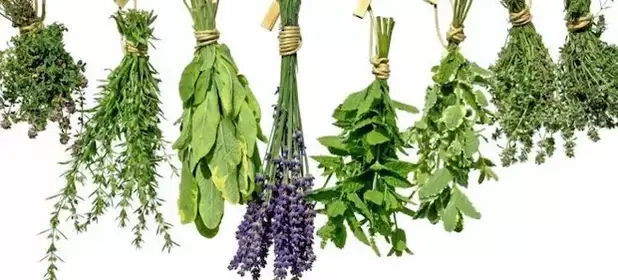 herbs to increase potency