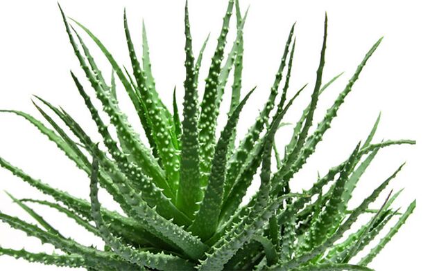 aloe to increase potency