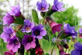 lungwort to increase male potency